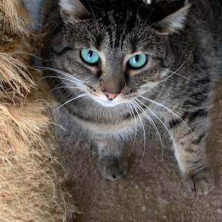 Shere Khan, a Adoptable Domestic Short Hair in Cumming, GA image 3/4