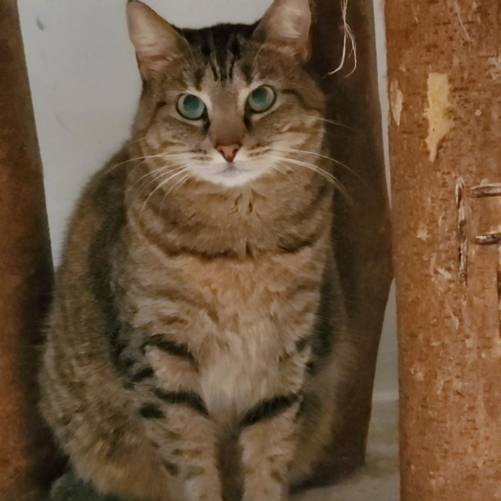 Shere Khan, a Adoptable Domestic Short Hair in Cumming, GA image 4/4