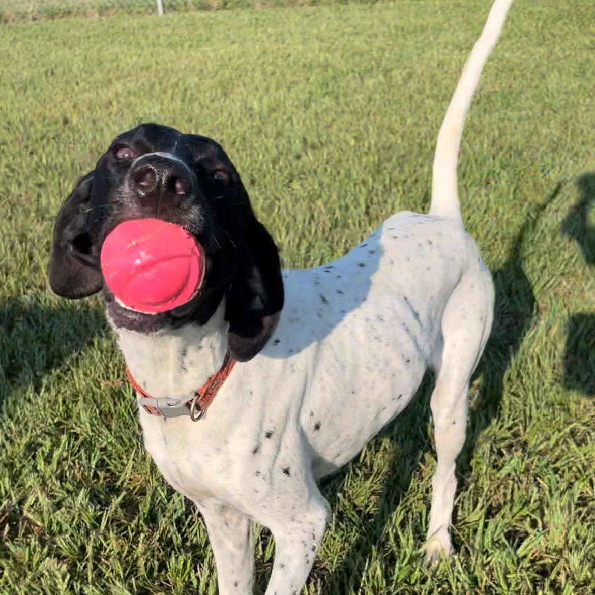 Enlarge Jack, an adoptable German Shorthaired Pointer in Albany, NY image 1/6