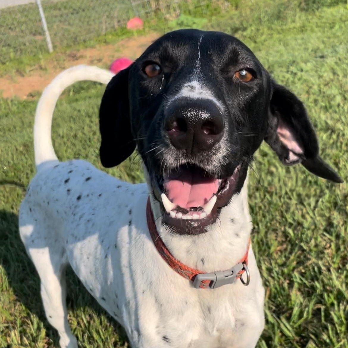 Enlarge Jack, an adoptable German Shorthaired Pointer in Albany, NY image 2/6