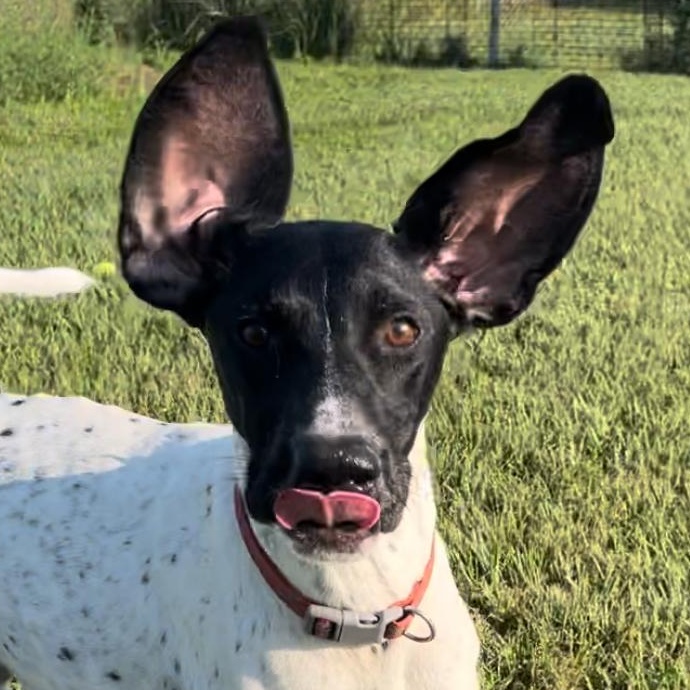 Enlarge Jack, an adoptable German Shorthaired Pointer in Albany, NY image 3/6