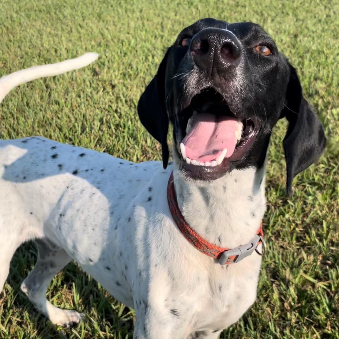 Enlarge Jack, an adoptable German Shorthaired Pointer in Albany, NY image 4/6