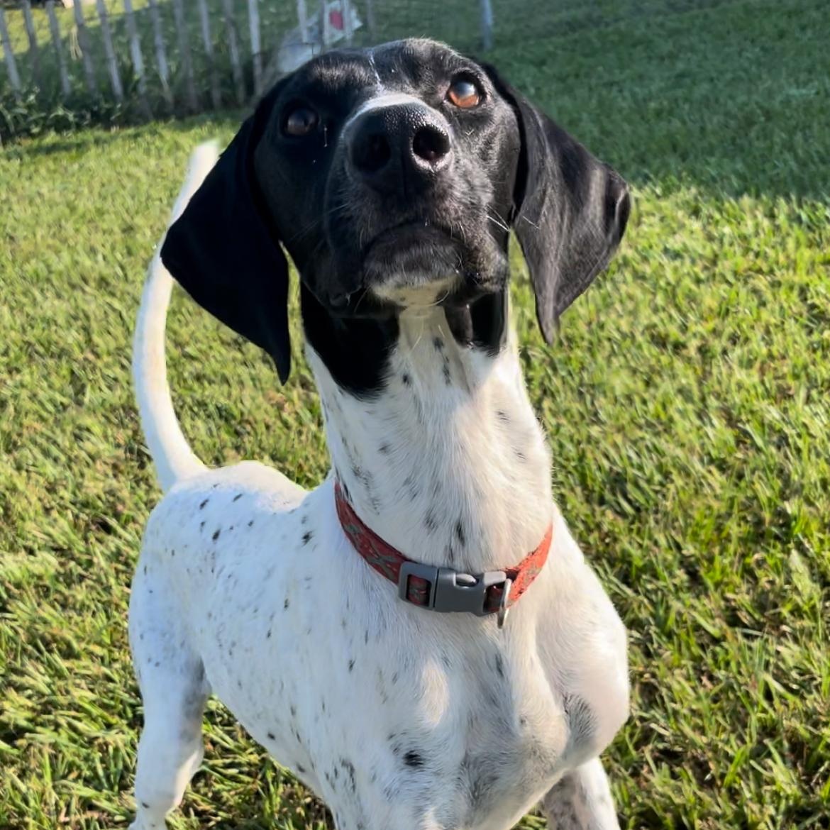 Enlarge Jack, an adoptable German Shorthaired Pointer in Albany, NY image 5/6