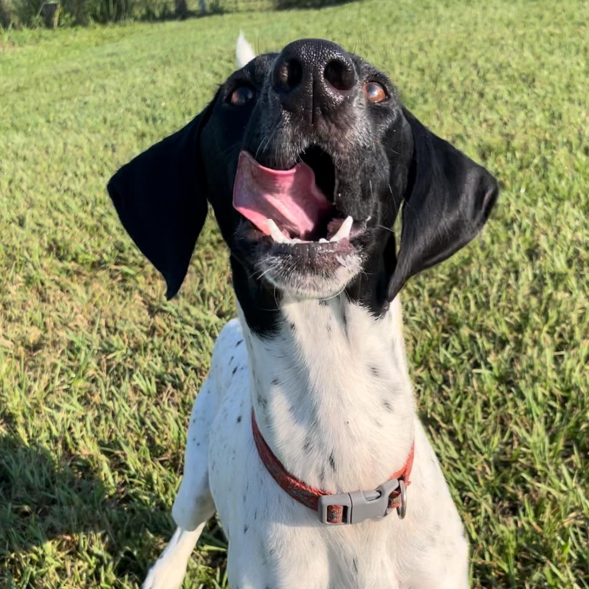 Enlarge Jack, an adoptable German Shorthaired Pointer in Albany, NY image 6/6