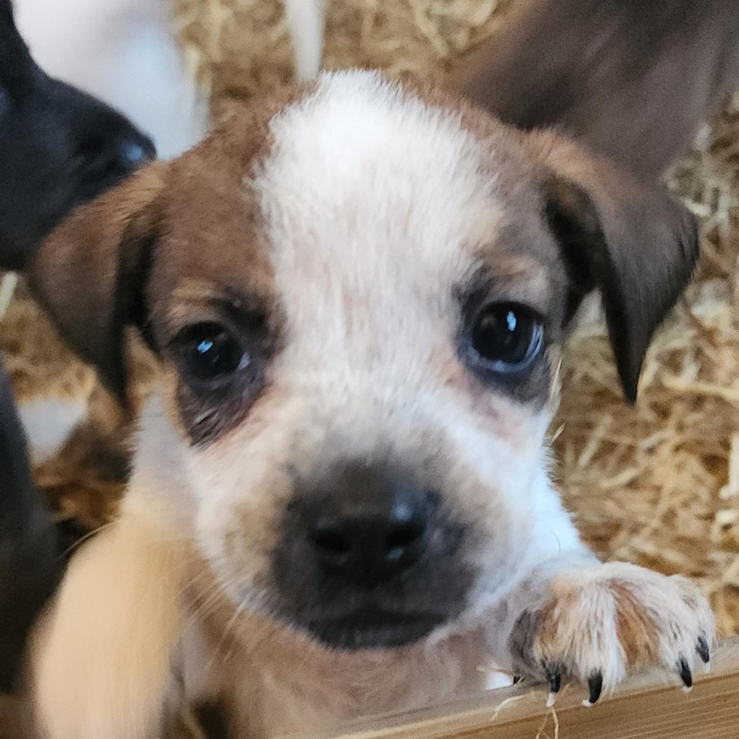 Enlarge Seb, a ADOPTABLE mixed breed in Lafayette, CA image 2/2