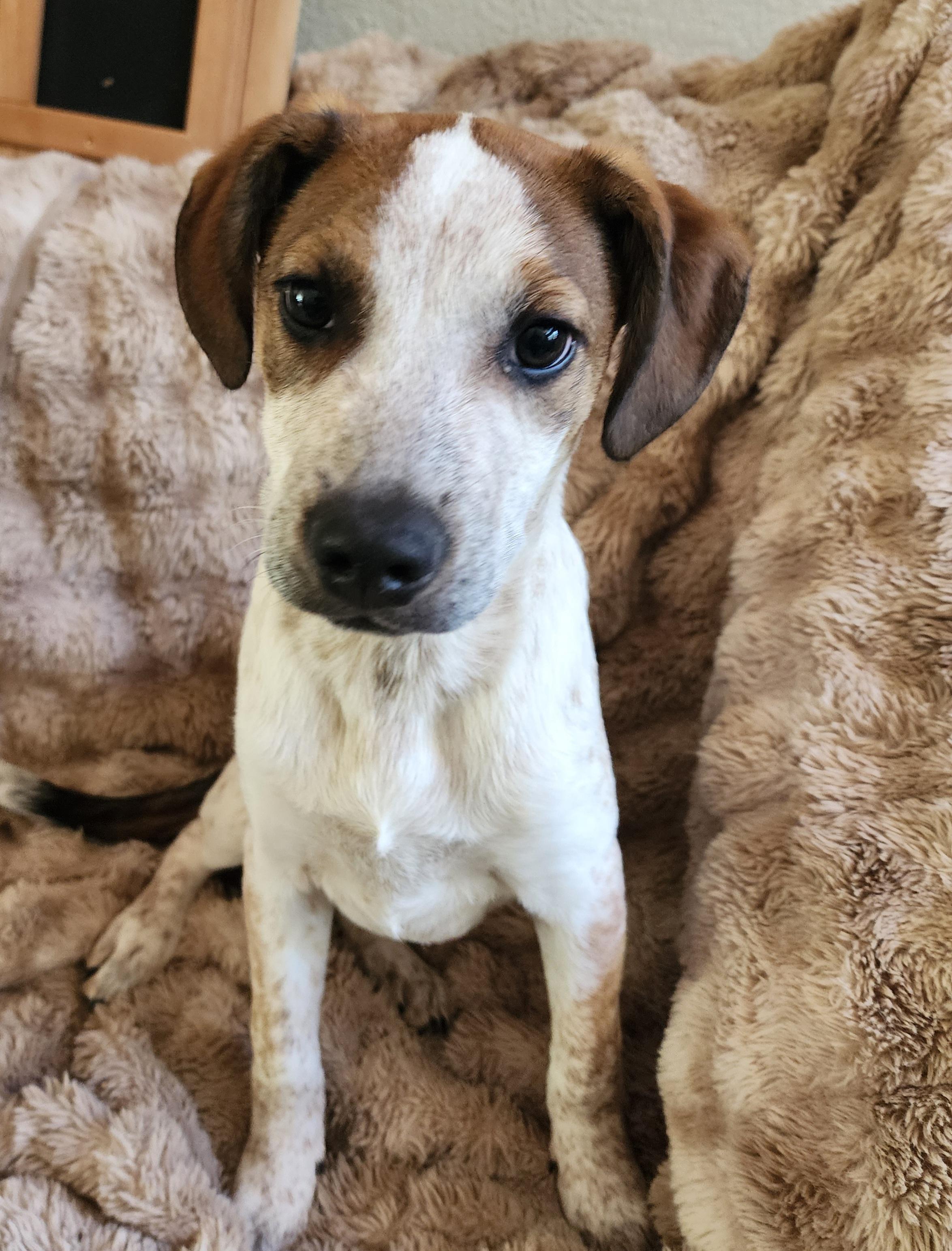 Seb, a ADOPTABLE mixed breed in Lafayette, CA image 1/3