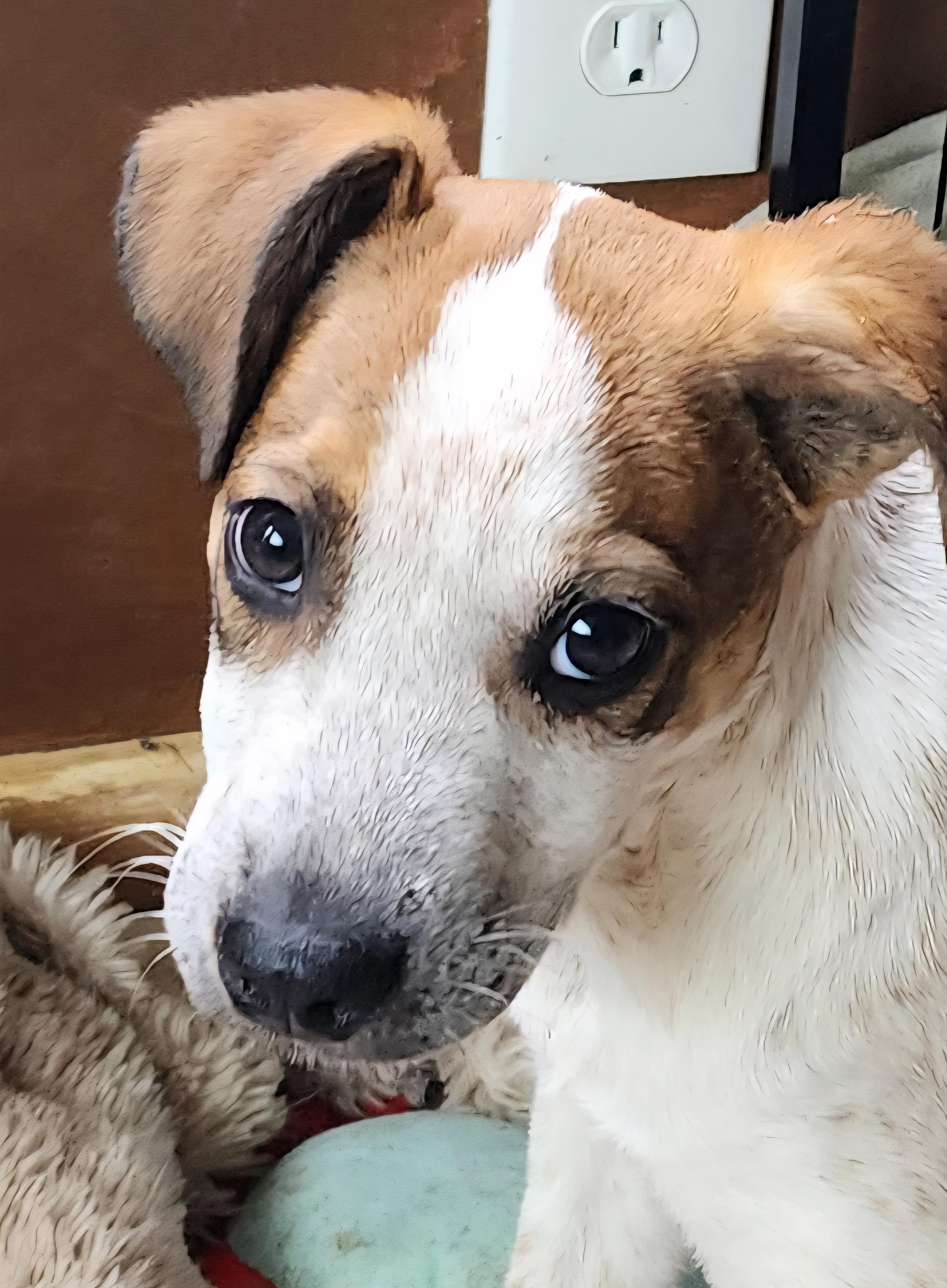 Enlarge Seb, a ADOPTABLE mixed breed in Lafayette, CA image 1/3