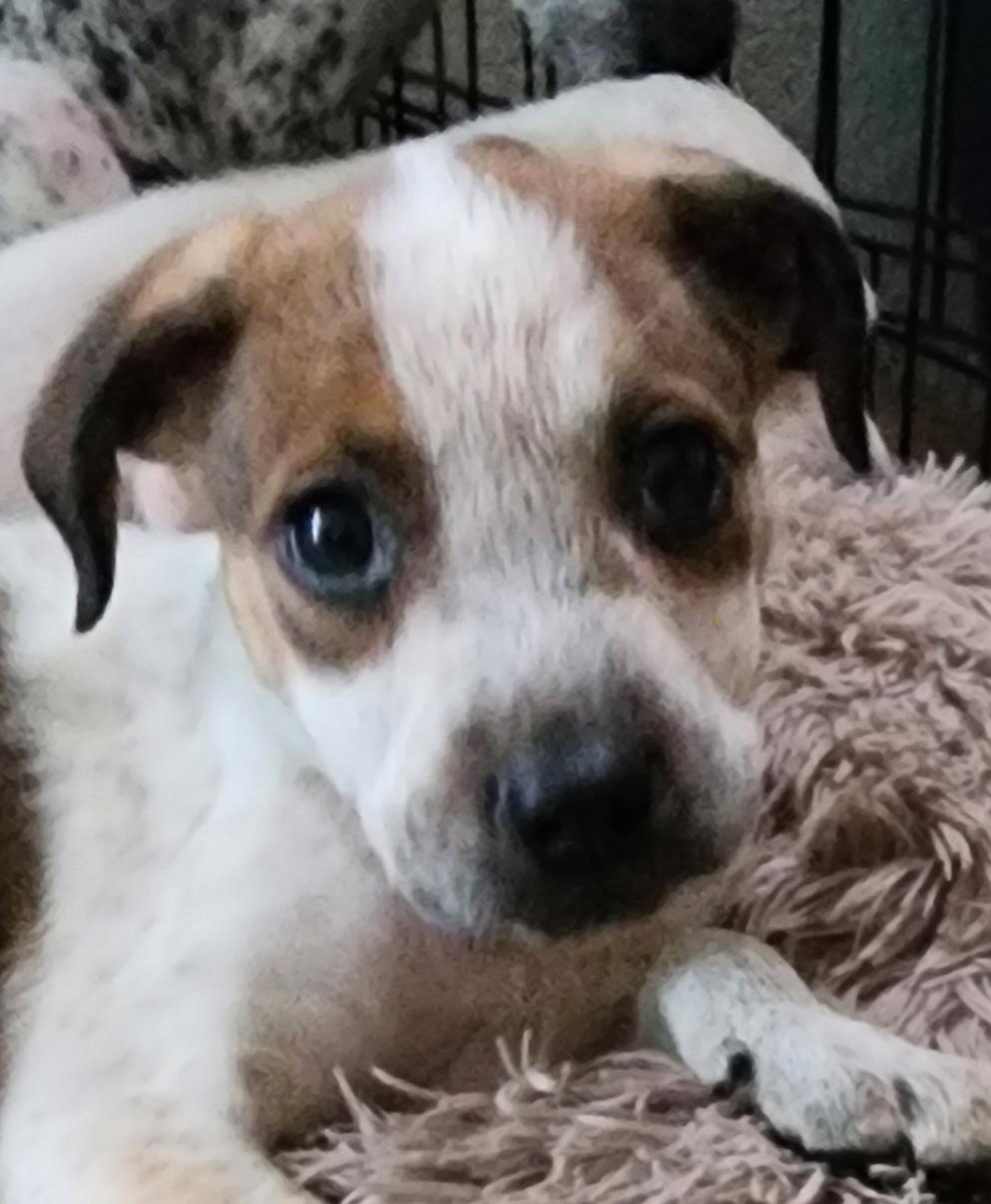 Enlarge Seb, a ADOPTABLE mixed breed in Lafayette, CA image 1/2