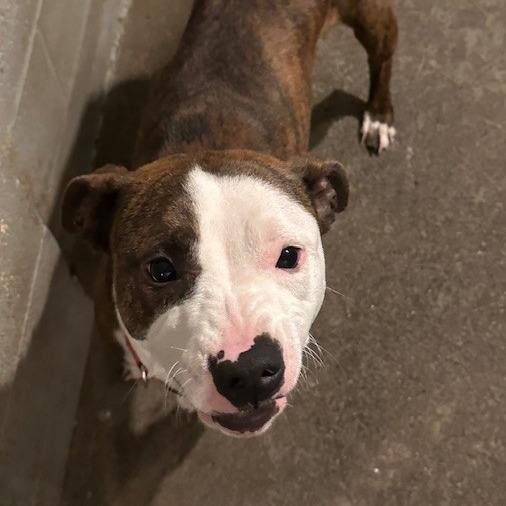 Micky, Adoptable, Young Male Pit Bull Terrier.