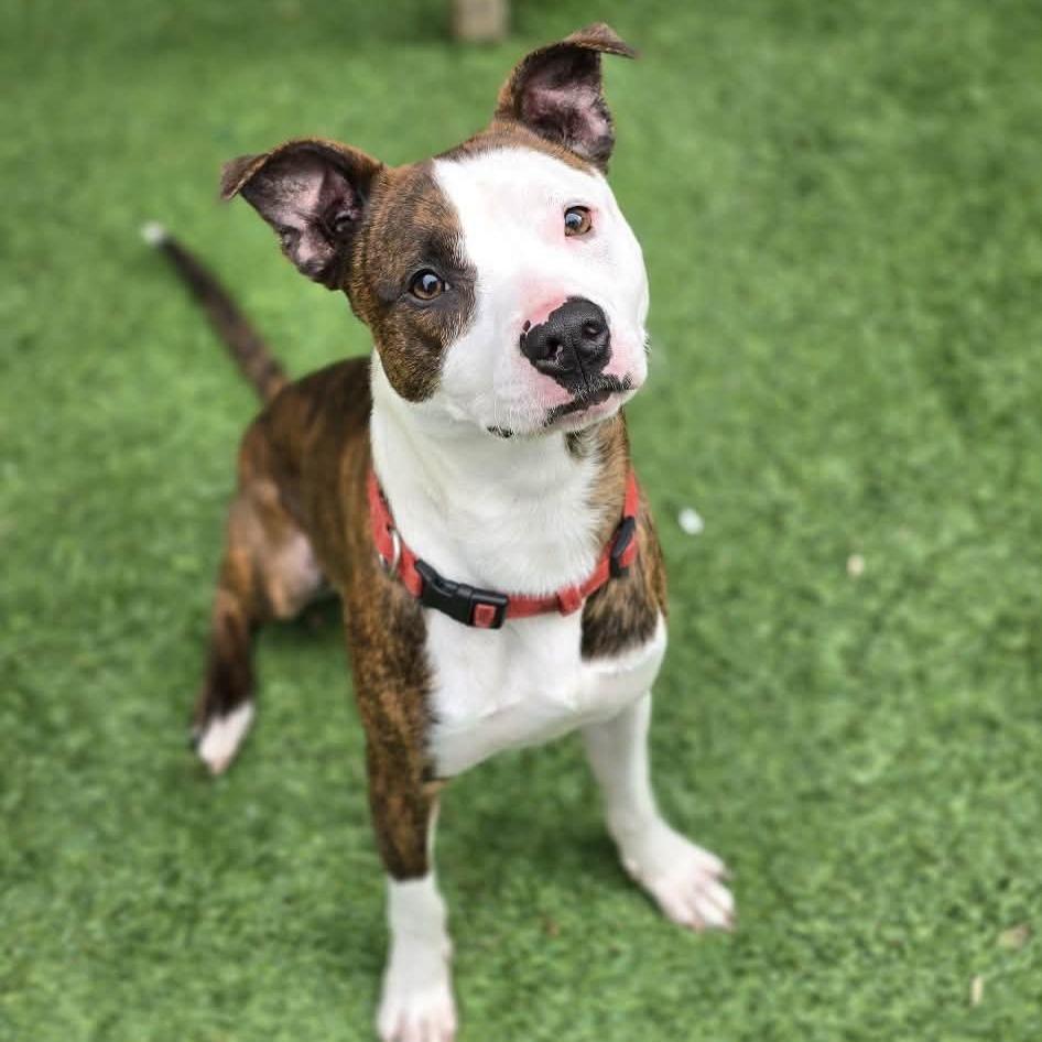 Enlarge Micky, a Adoptable Pit Bull Terrier in Coos Bay, OR image 1/2