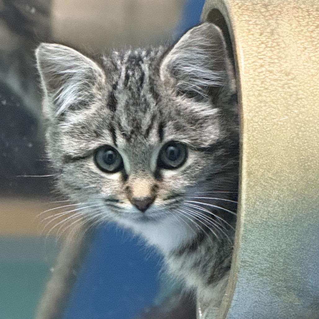 Enlarge Cherish, a Adoptable Domestic Short Hair in Marion, VA image 1/2