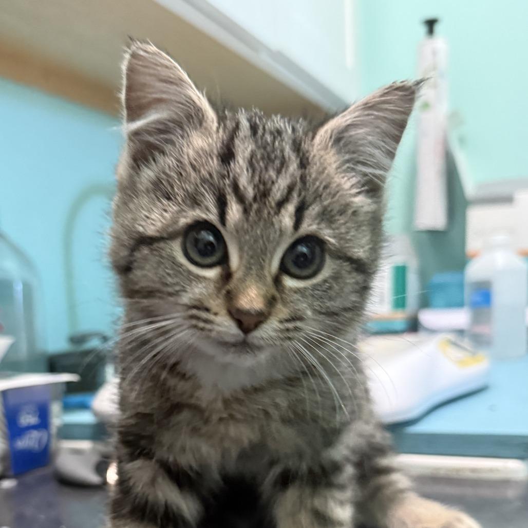 Enlarge Cherish, a Adoptable Domestic Short Hair in Marion, VA image 2/2