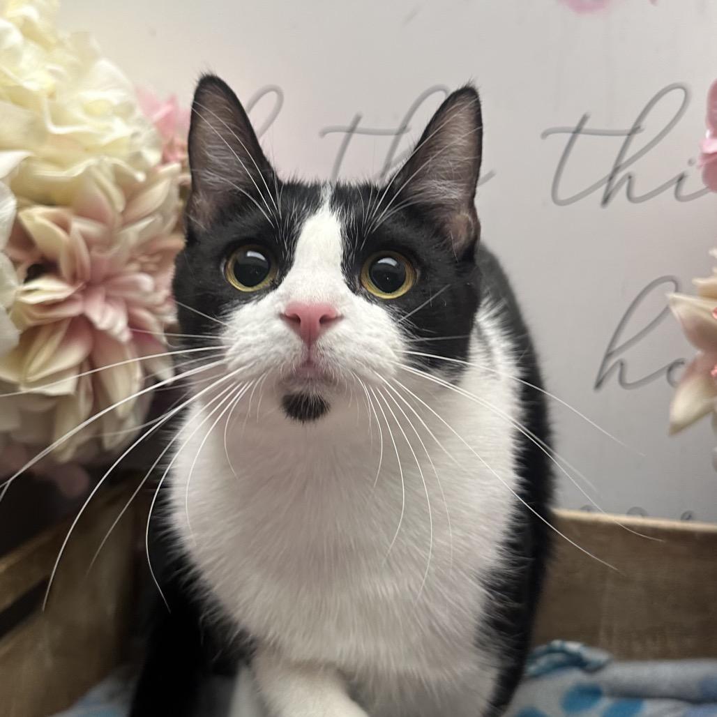 Tinkerbell, Adoptable, Adult Female American Shorthair.