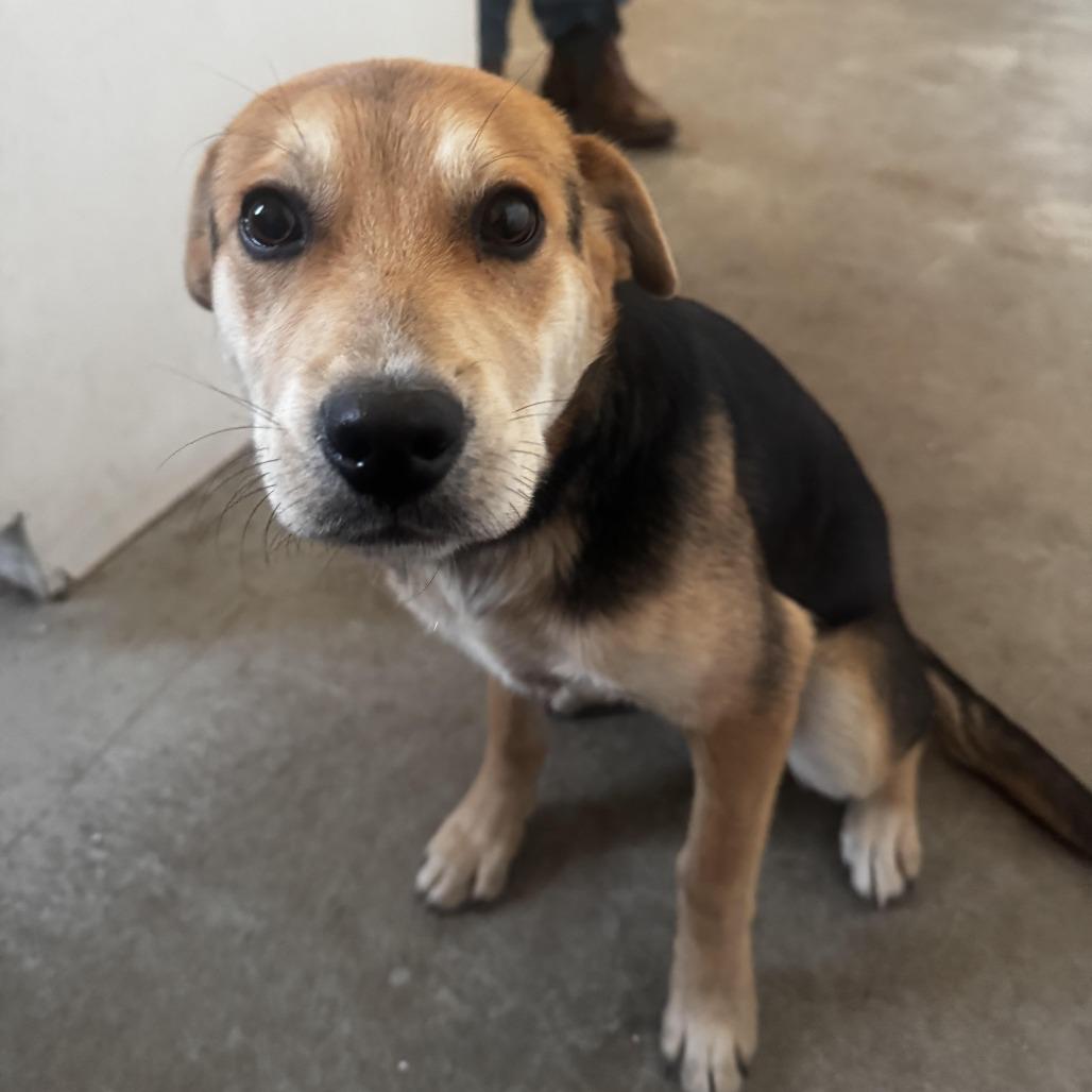 Sutter, a Adoptable mixed breed in Smithfield, NC image 2/2