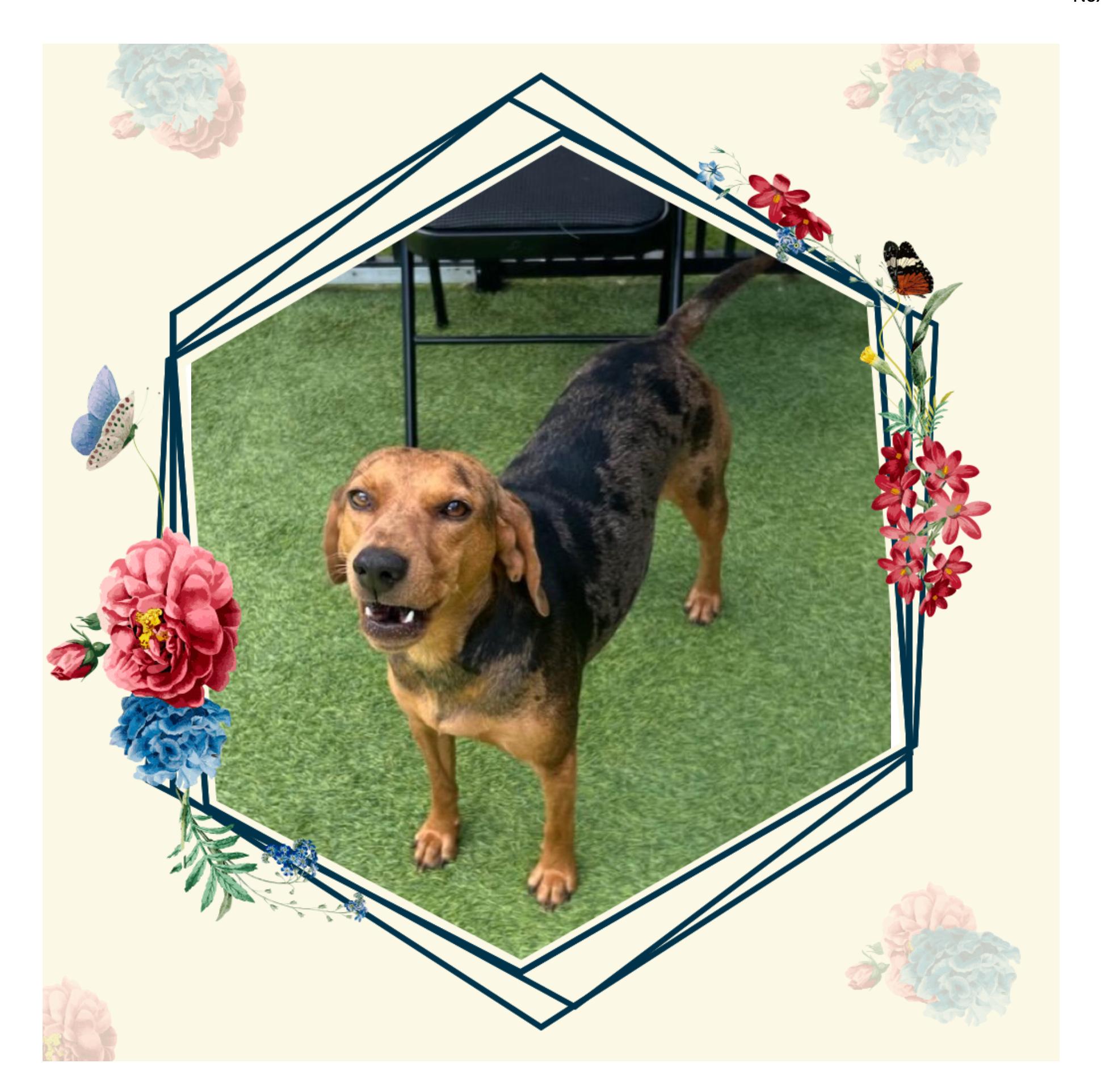 Penny, a Adoptable mixed breed in Maryville, TN image 4/4