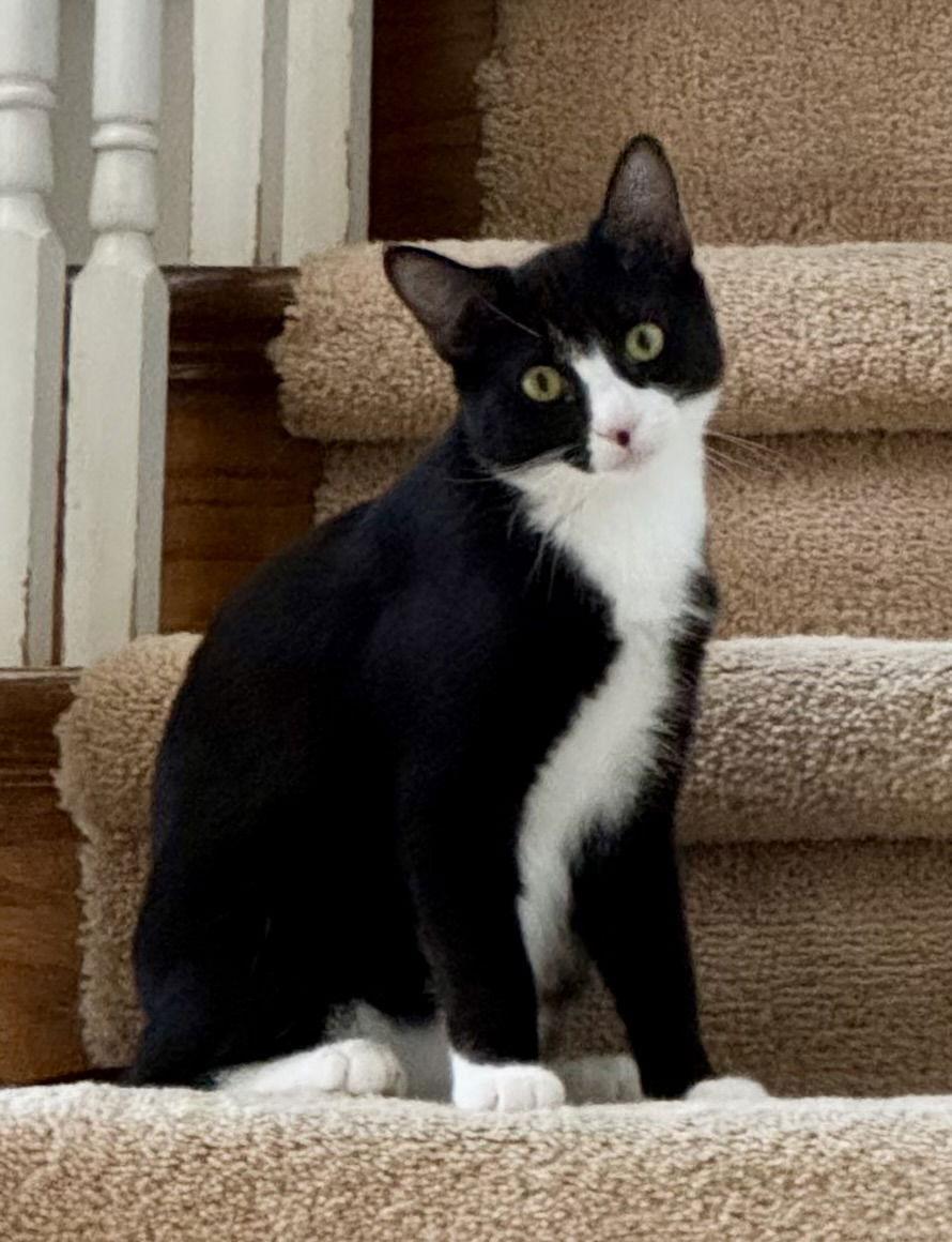 Enlarge Echo, a Adoptable Domestic Short Hair in Arlington, TX image 1/3