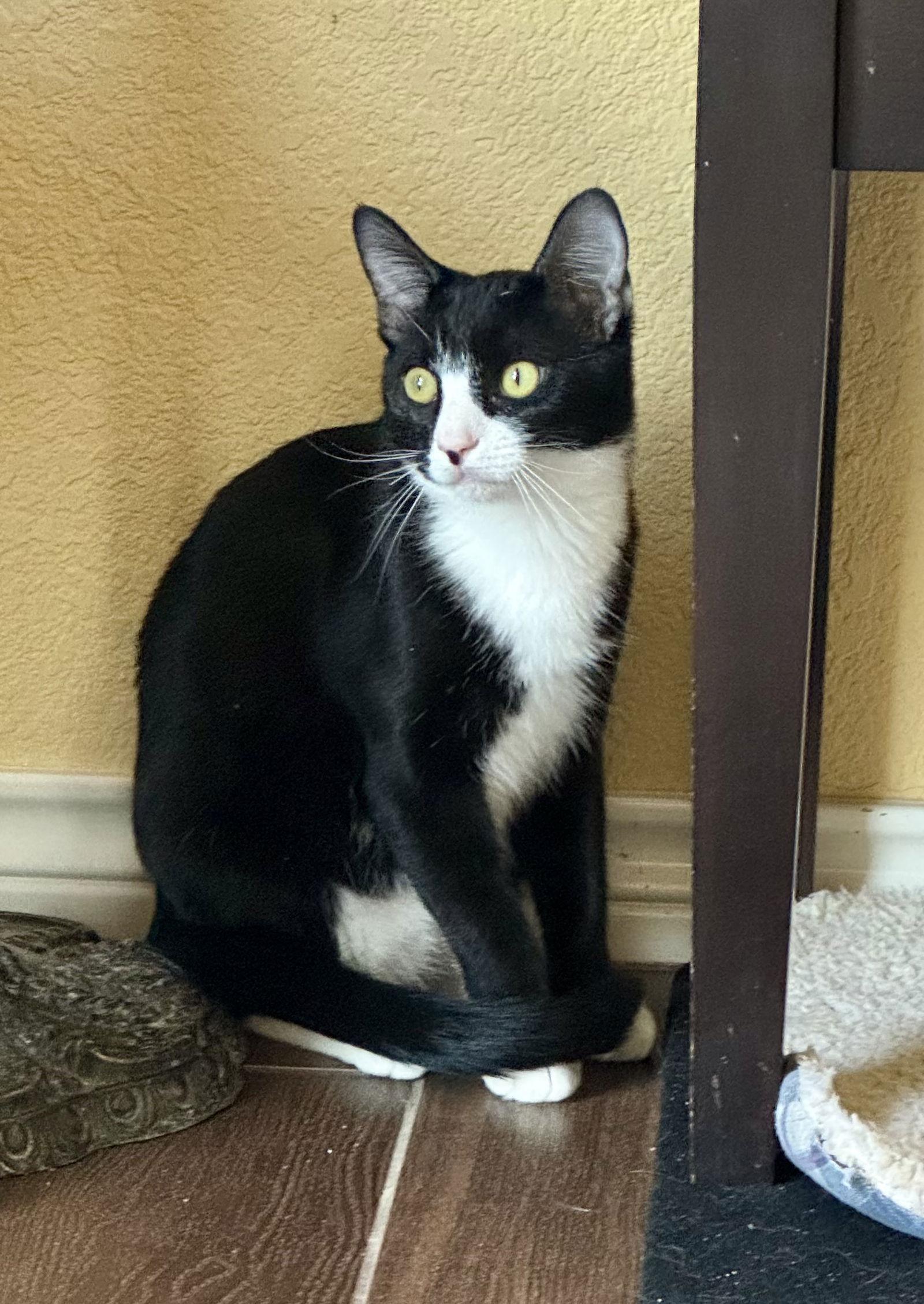 Enlarge Echo, a Adoptable Domestic Short Hair in Arlington, TX image 2/3