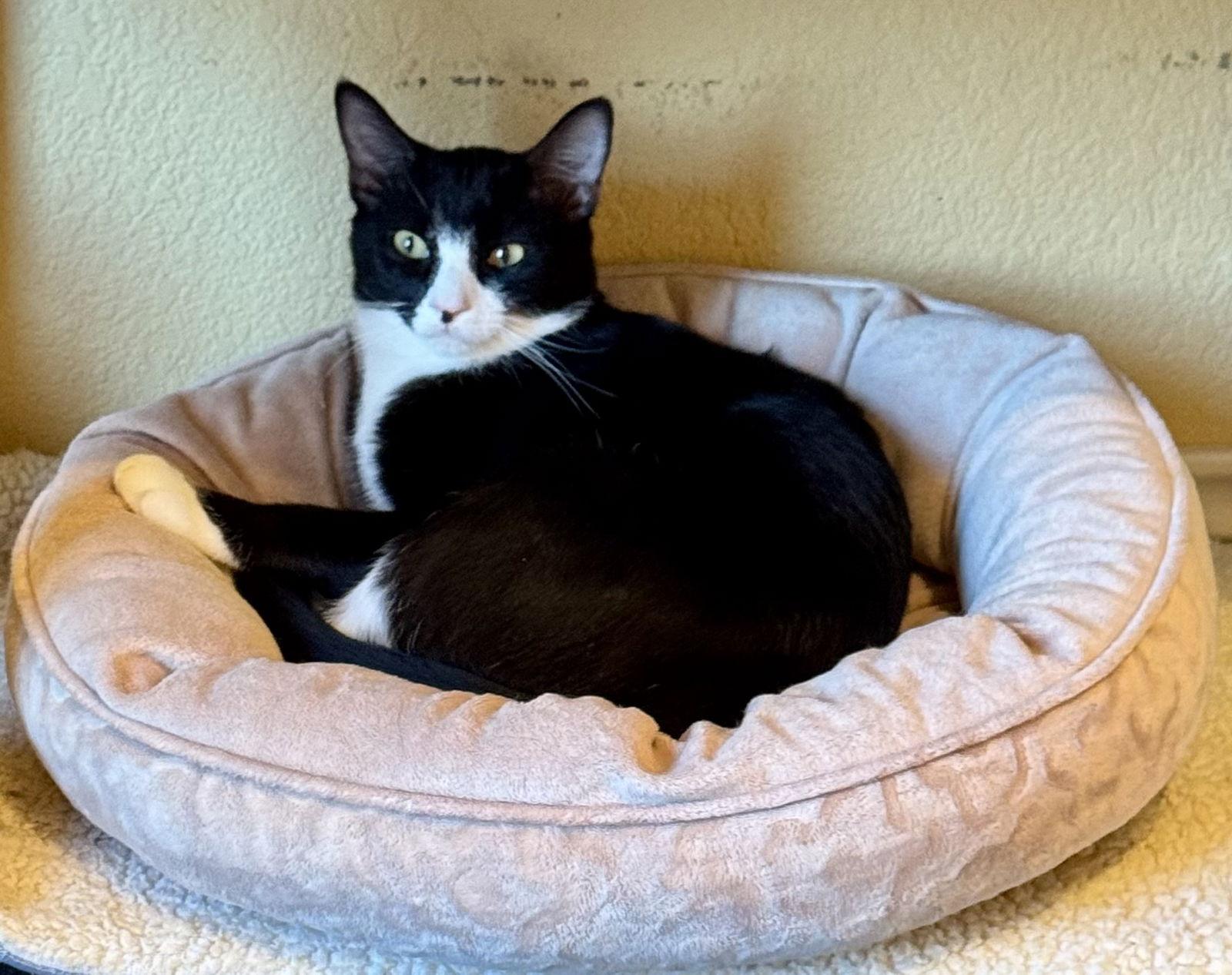 Enlarge Echo, a Adoptable Domestic Short Hair in Arlington, TX image 3/3