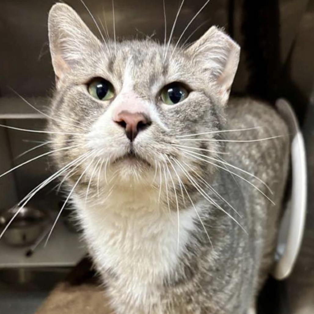 Lon (IN TRIAL ADOPTION), ADOPTABLE, Adult Male Domestic Short Hair.