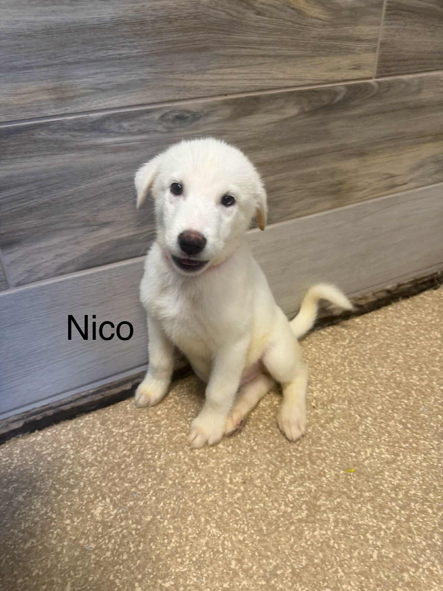 White German Shepherd - Fonize, Nico, Rolfie, and Simba