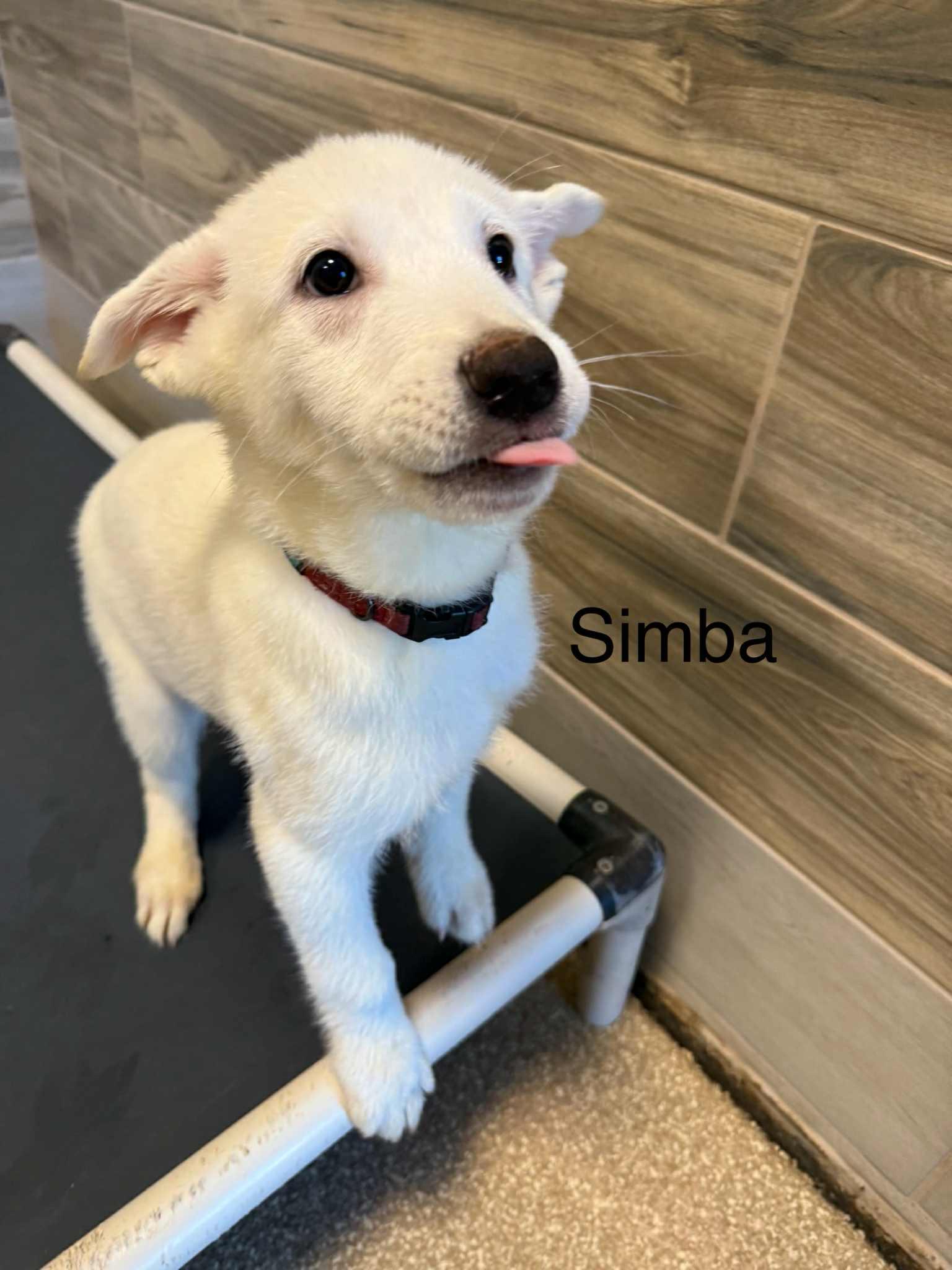 White German Shepherd - Fonize, Nico, Rolfie, and Simba