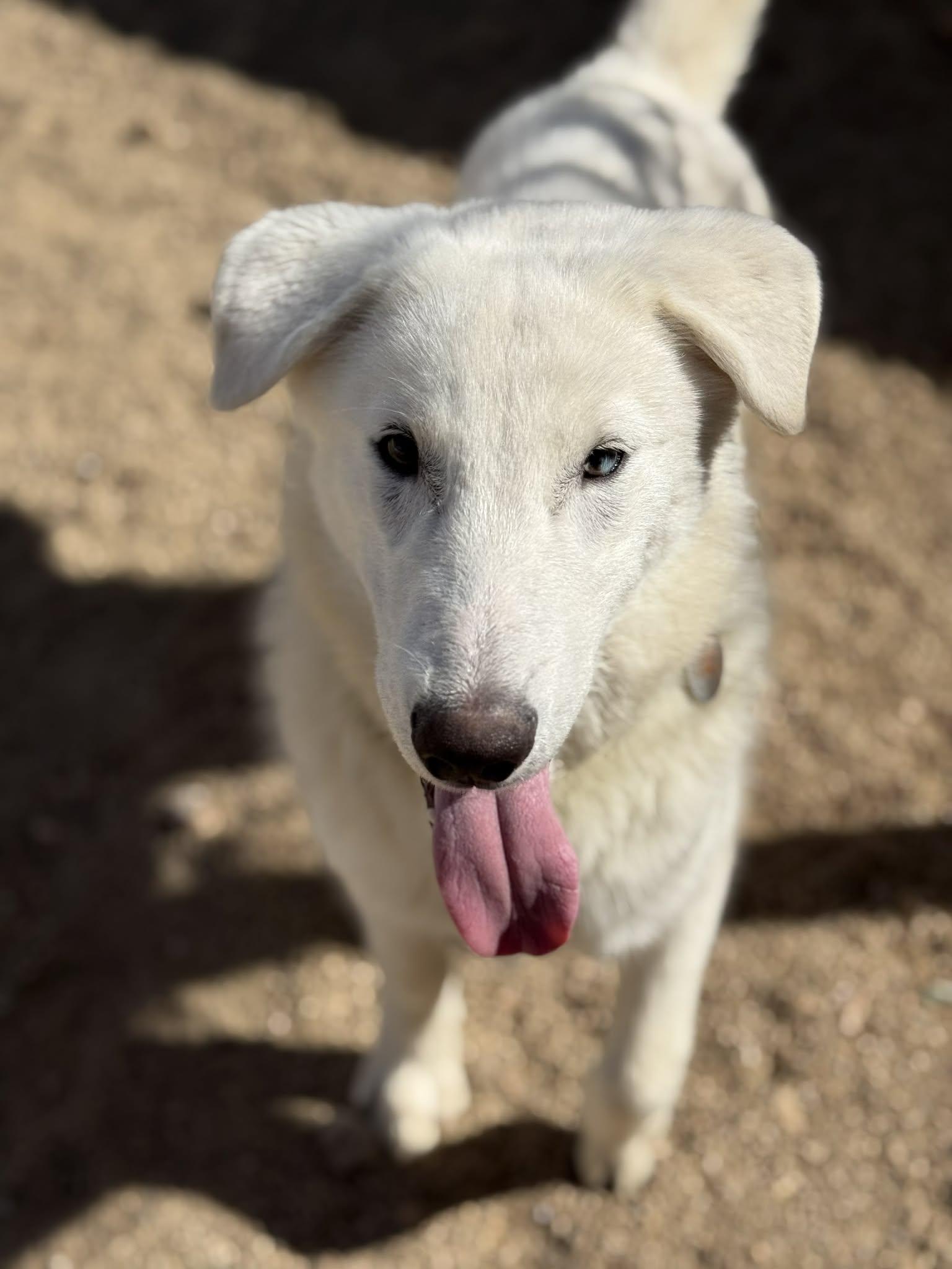 Enlarge Nico, an adoptable mixed breed in Glendale, AZ image 2/6