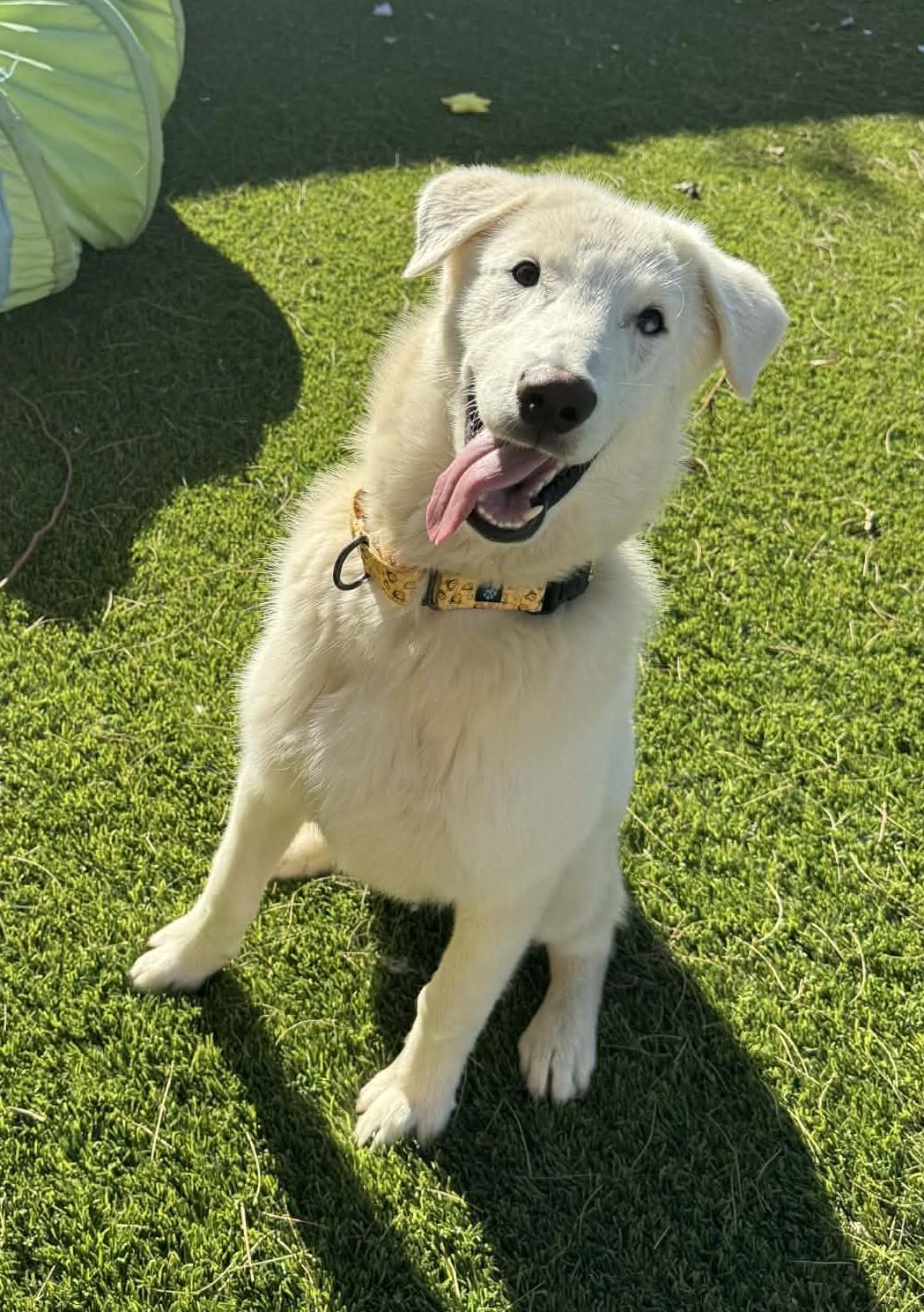 Enlarge Nico, an adoptable mixed breed in Glendale, AZ image 5/5