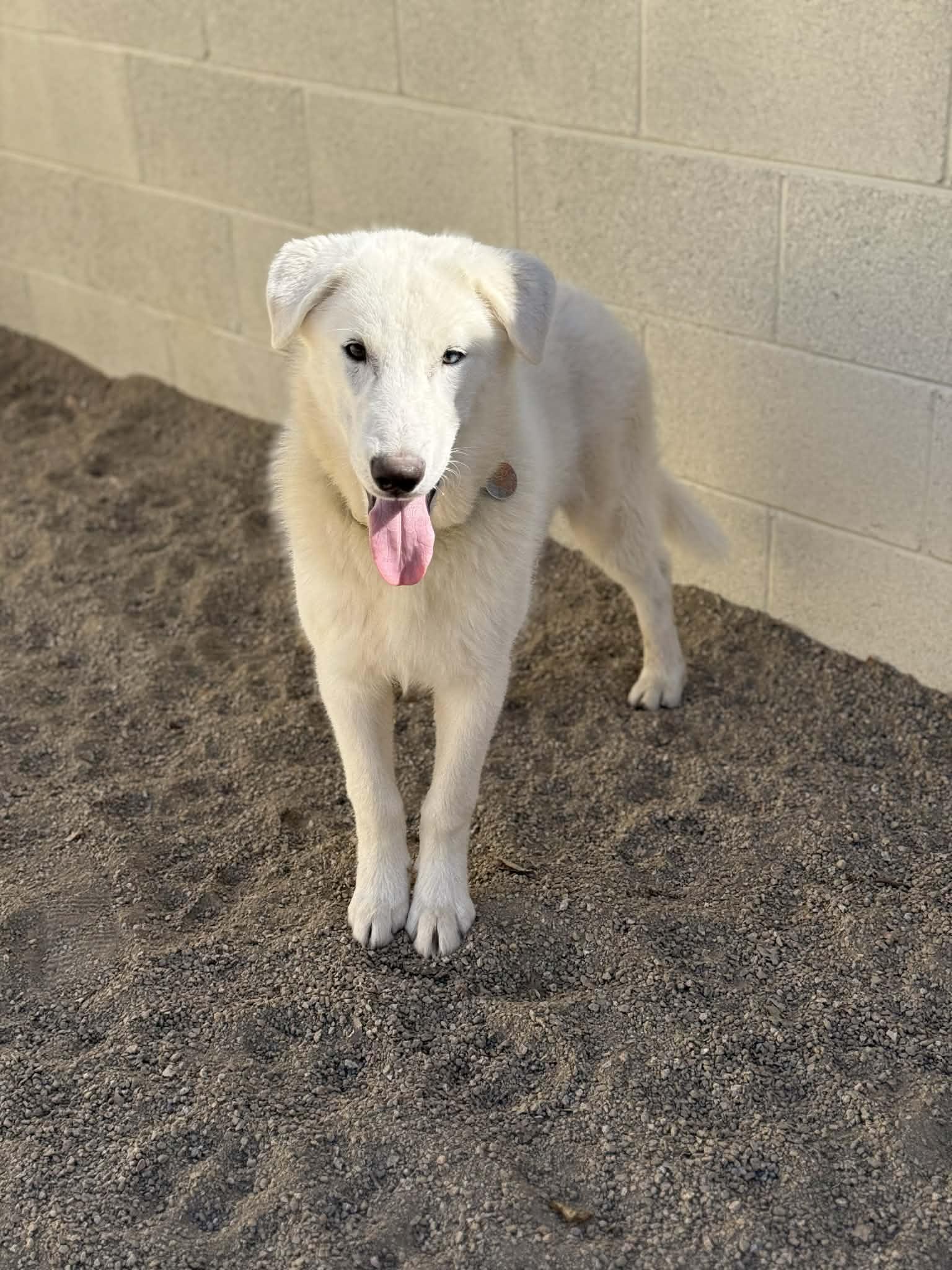 Enlarge Nico, an adoptable mixed breed in Glendale, AZ image 3/6