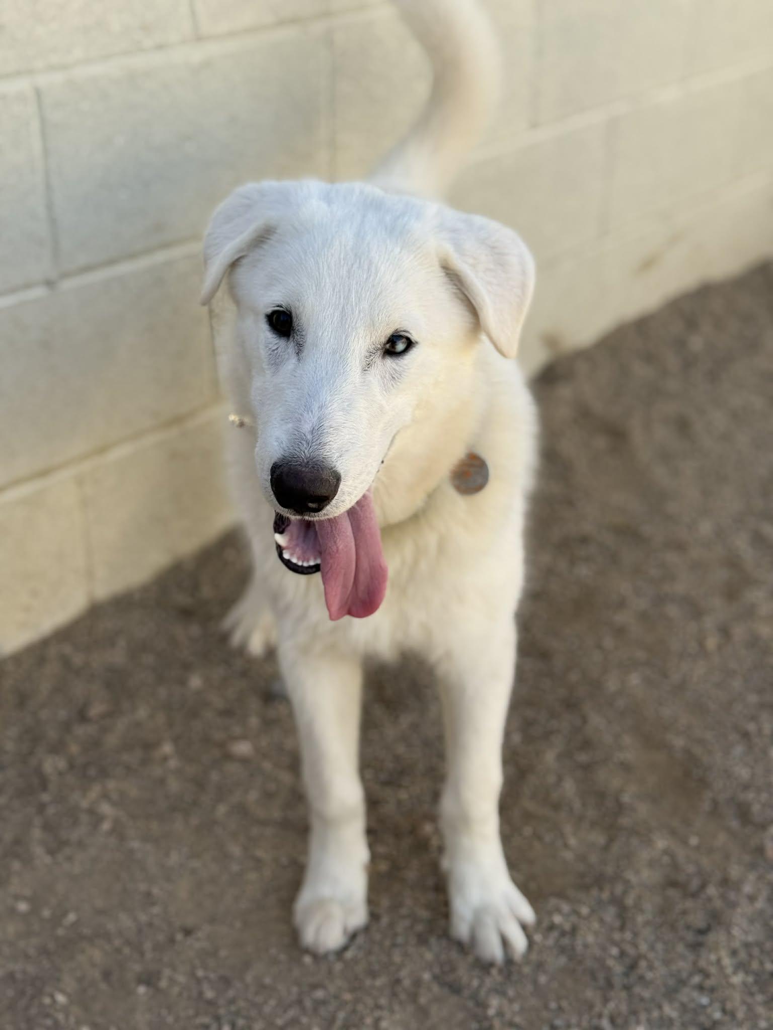 Enlarge Nico, an adoptable mixed breed in Glendale, AZ image 5/6