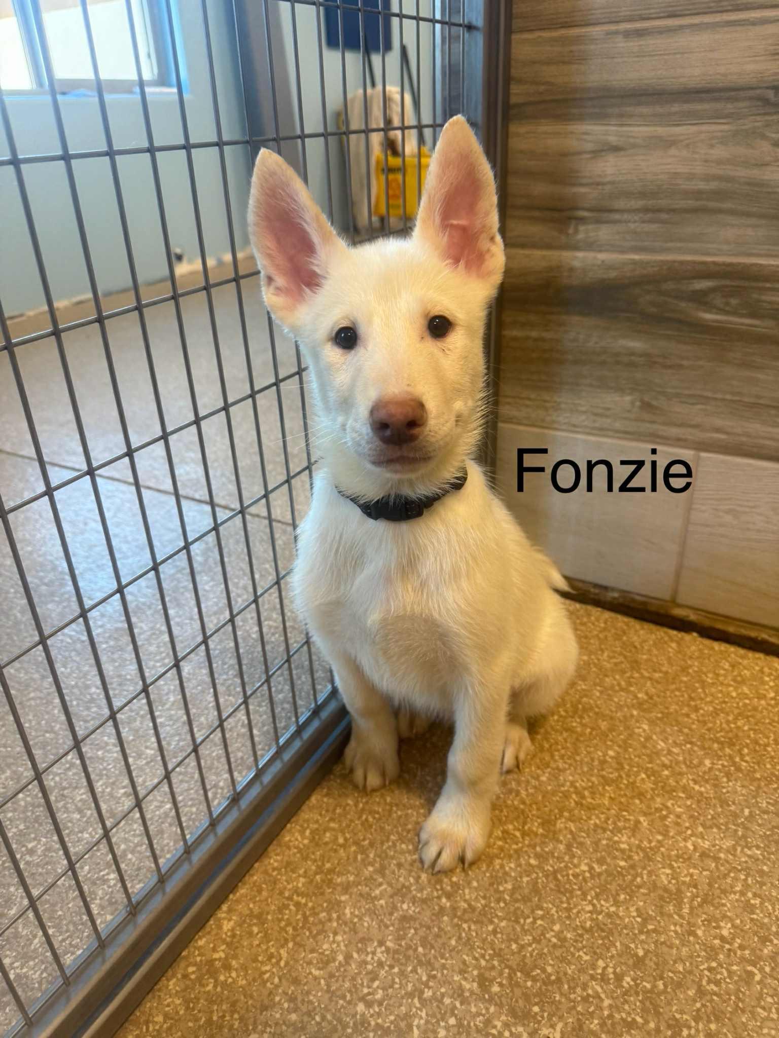 White German Shepherd - Fonize, Nico, Rolfie, and Simba