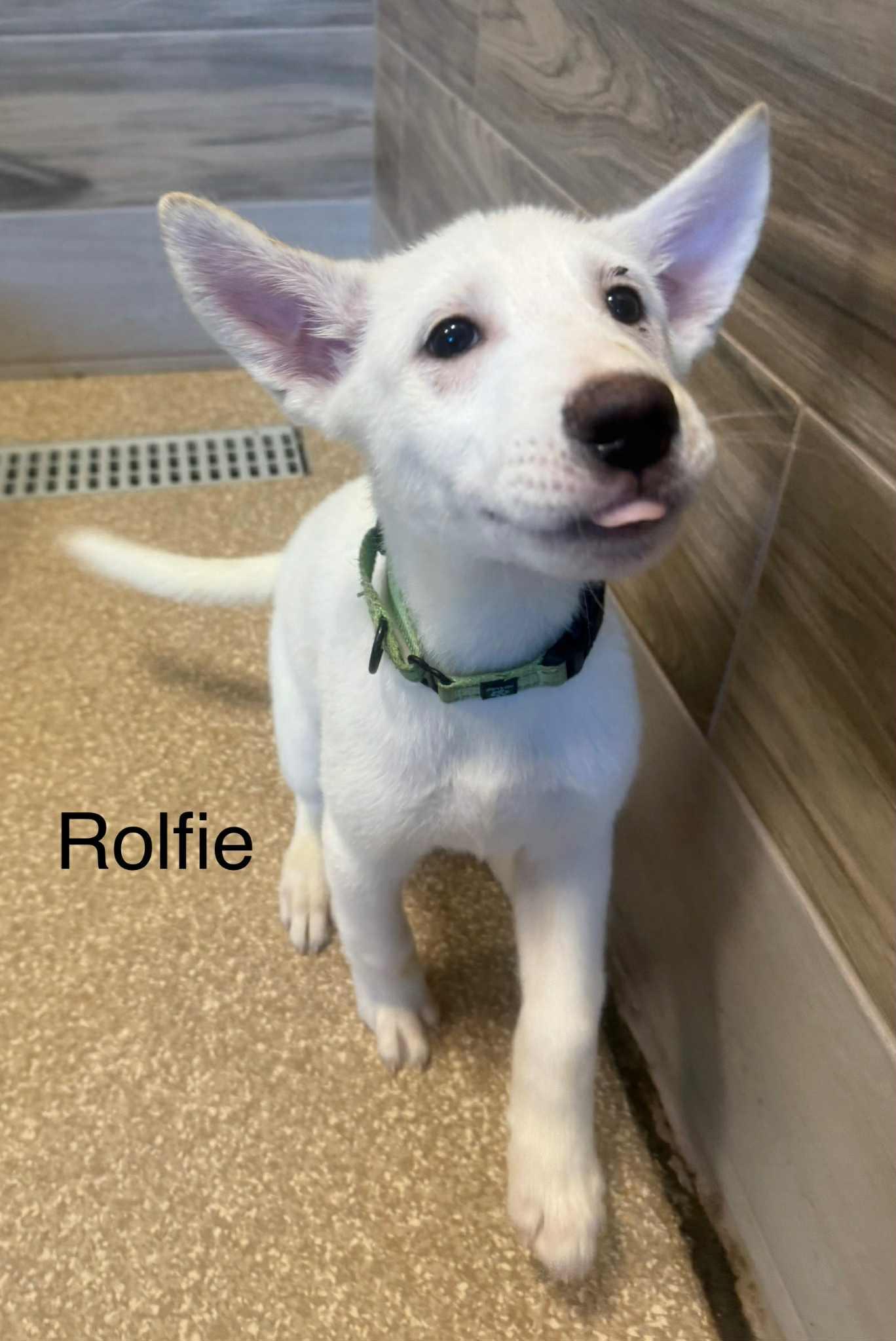 White German Shepherd - Fonize, Nico, Rolfie, and Simba