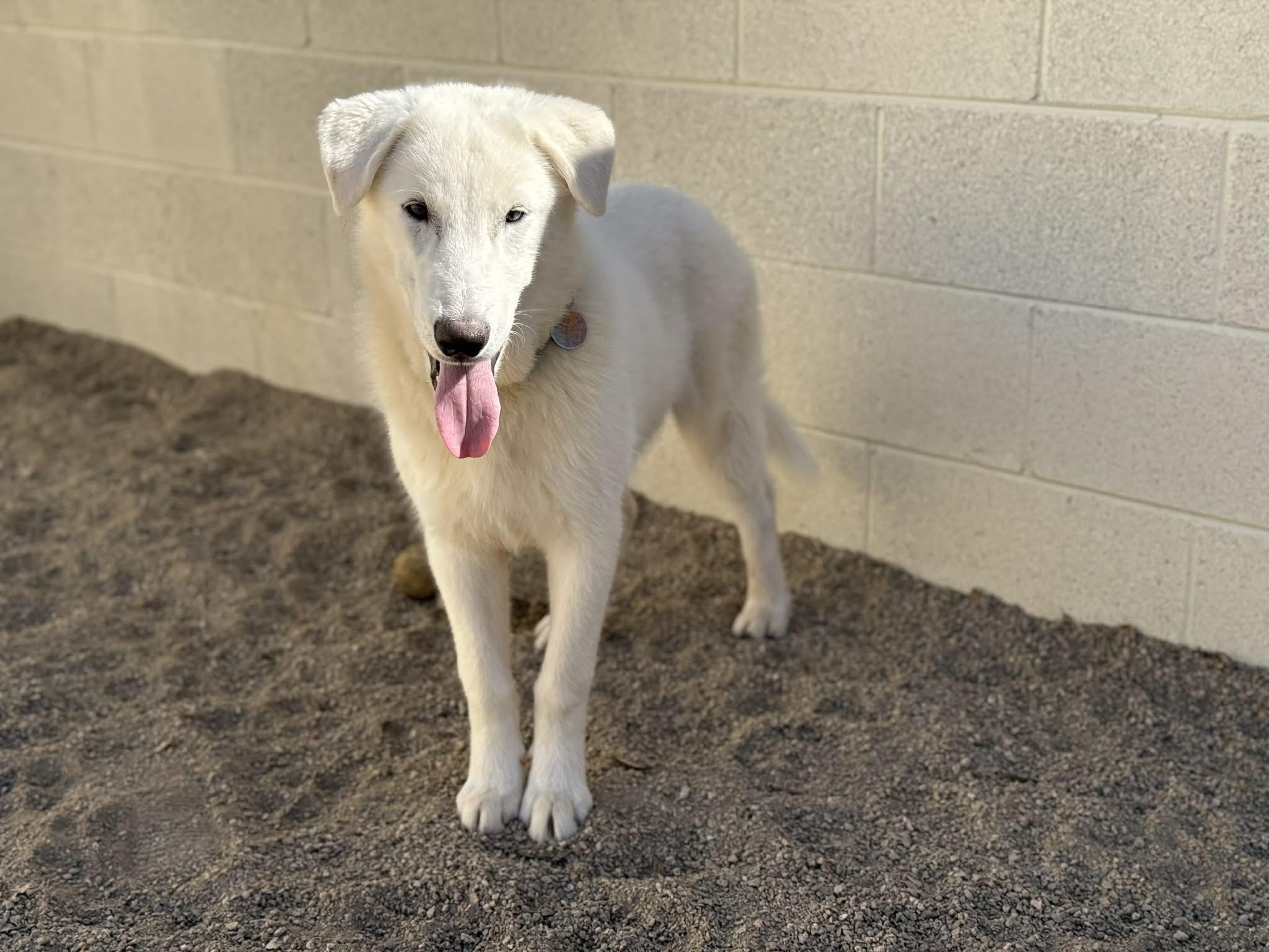 Nico, adoptable, Puppy Male German Shepherd Dog.