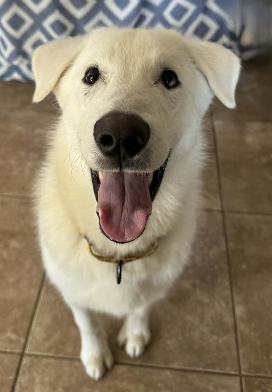 Nico, adoptable, Puppy Male German Shepherd Dog.