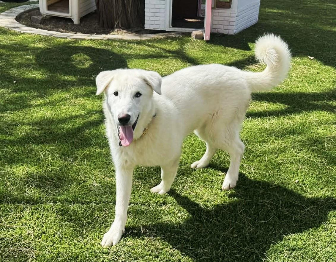 Enlarge Nico, an adoptable mixed breed in Glendale, AZ image 4/5