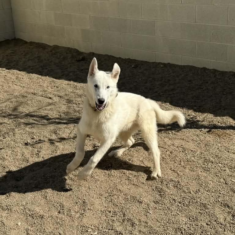 Enlarge Nico, an adoptable mixed breed in Glendale, AZ image 4/6