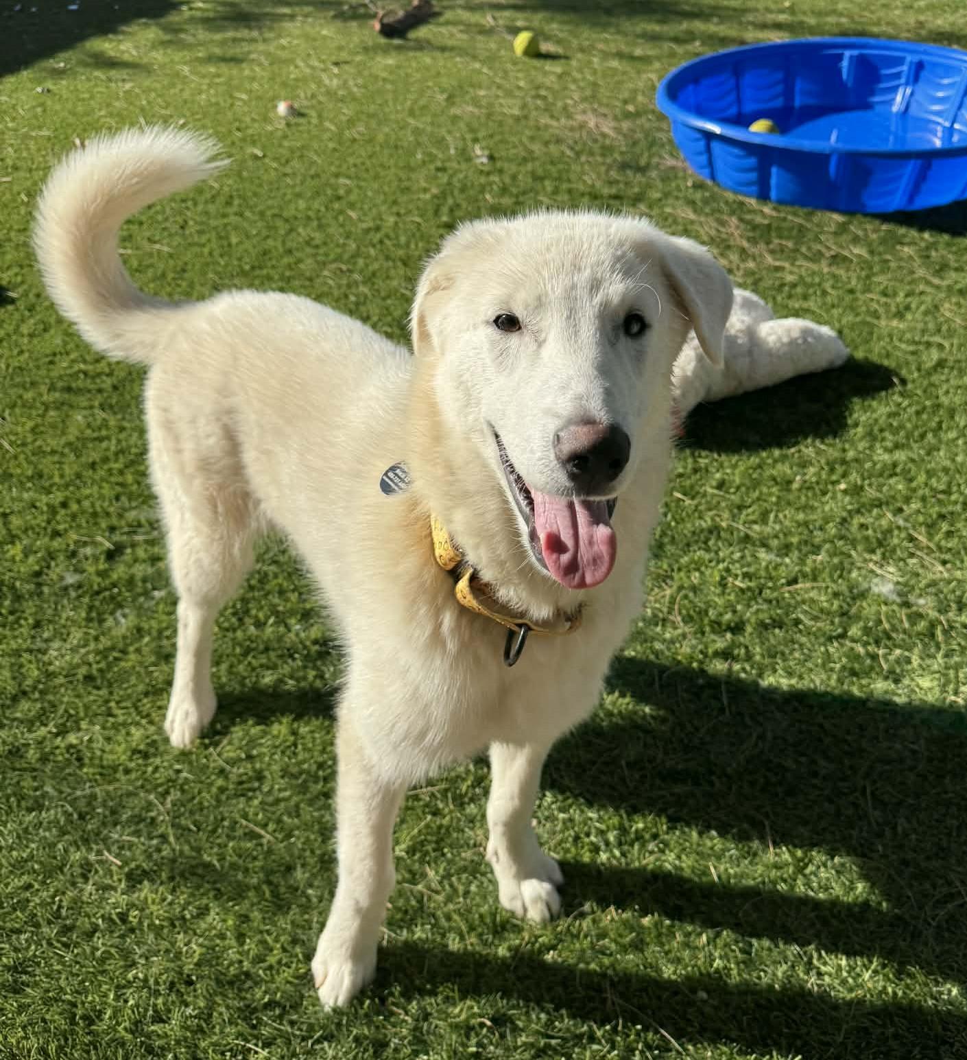 Enlarge Nico, an adoptable mixed breed in Glendale, AZ image 2/5