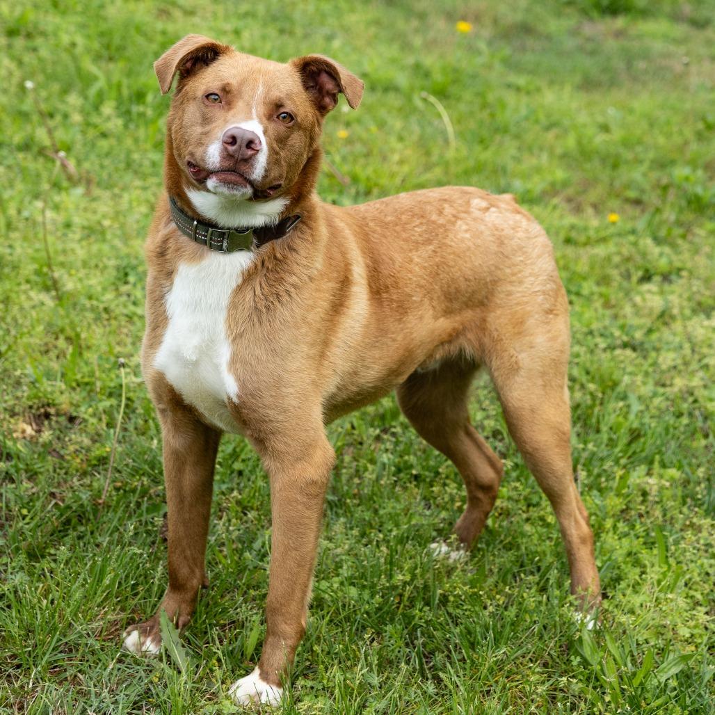 Enlarge Horton, a ADOPTABLE Mixed Breed in Cape Girardeau, MO image 1/2