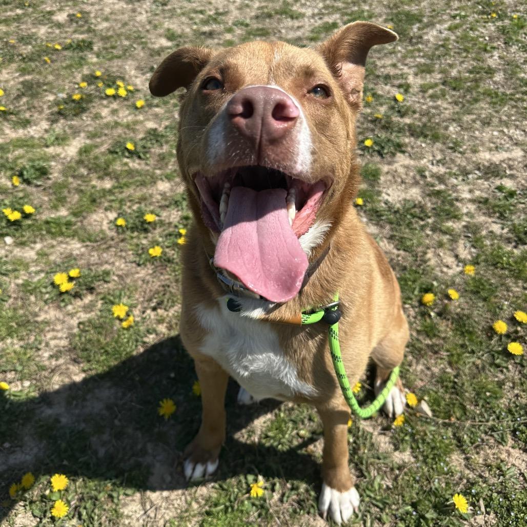 Enlarge Horton, a ADOPTABLE Mixed Breed in Cape Girardeau, MO image 2/2
