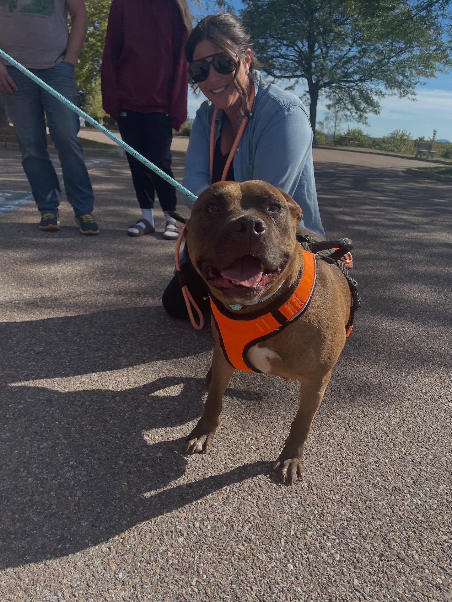 Porter, Adoptable, Adult Male Mixed Breed.