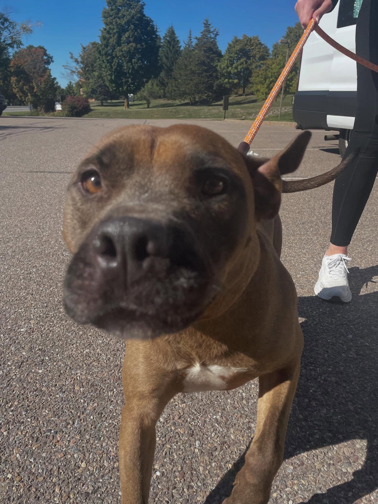 Porter, a Adoptable Mixed Breed in St. Albans, VT image 2/4