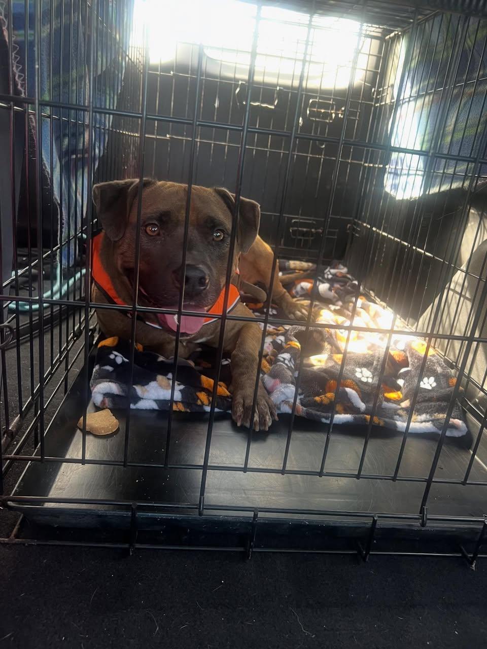 Porter, a Adoptable Mixed Breed in St. Albans, VT image 3/4