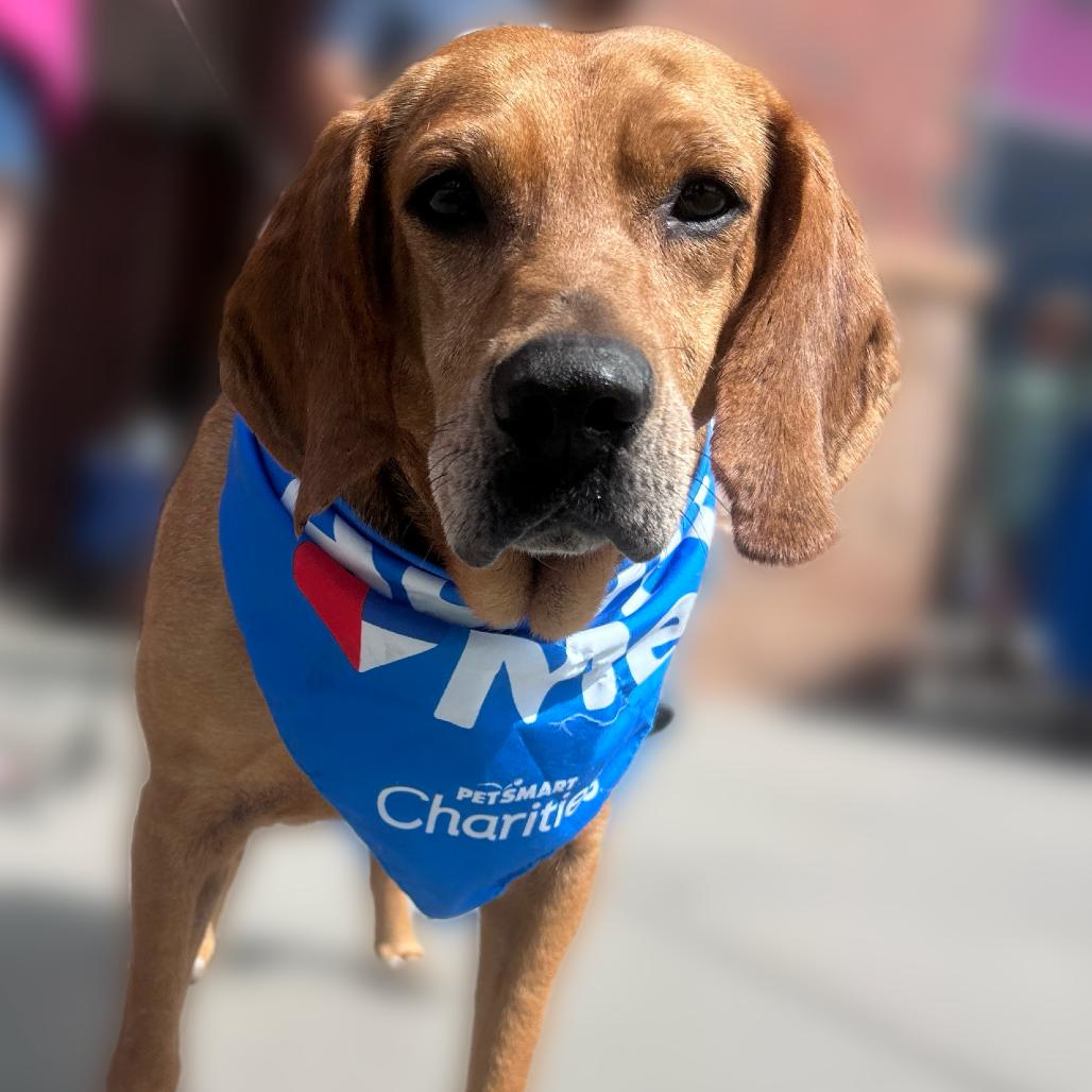 Jackson @ Foster, Adoptable, Adult Male Coonhound.