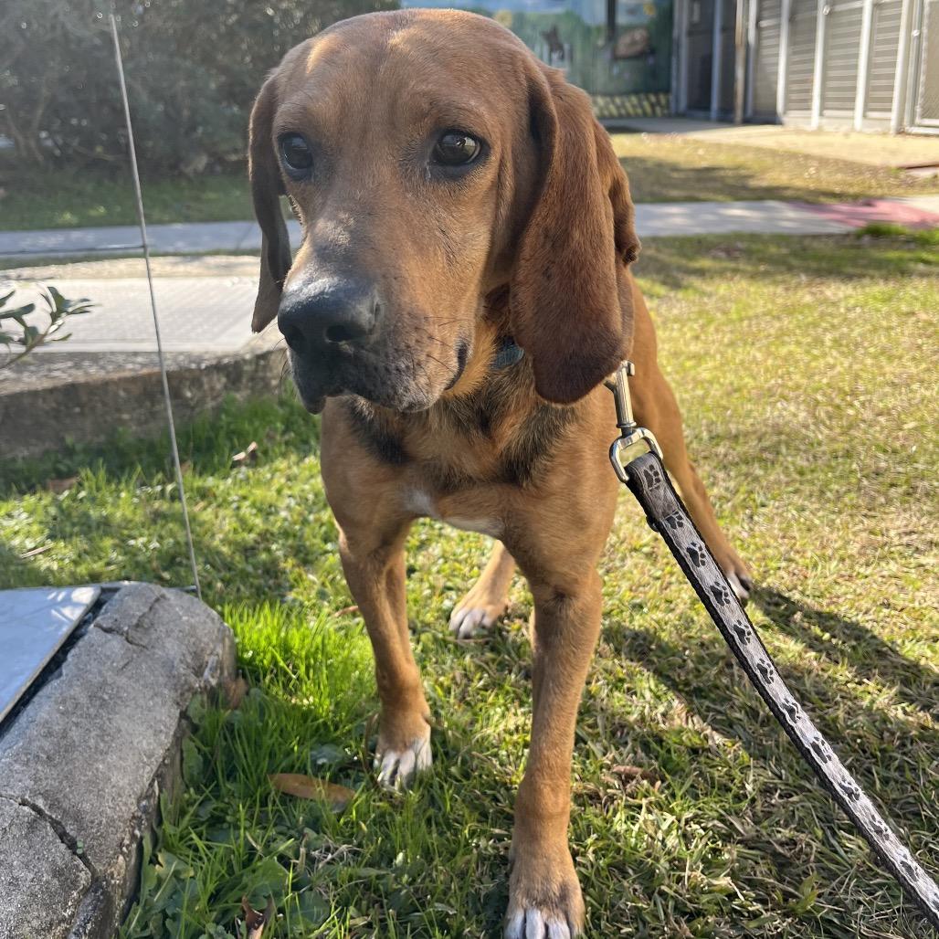Enlarge Jackson @ Foster, a Adoptable Coonhound in Summerville, SC image 2/5