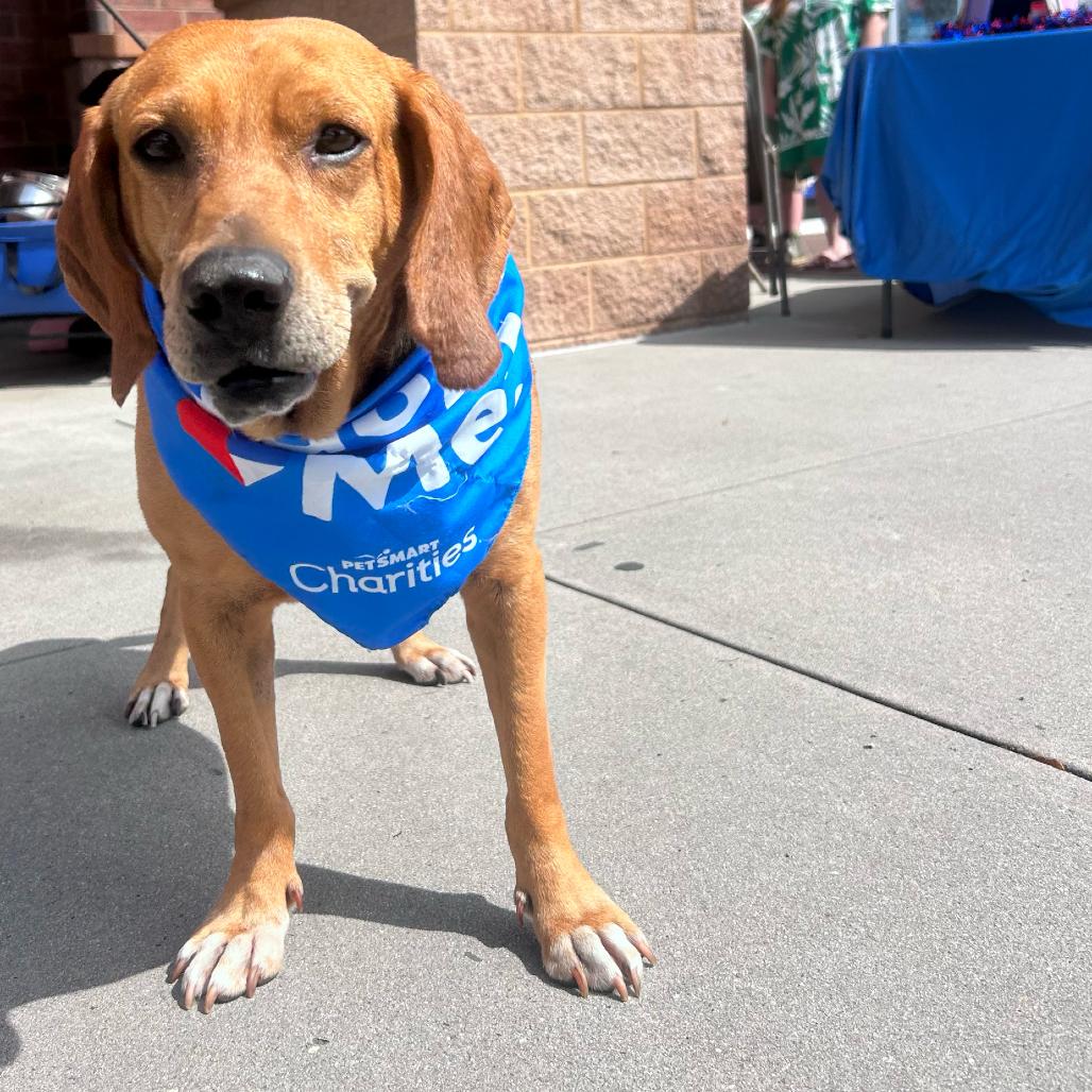 Enlarge Jackson @ Foster, a Adoptable Coonhound in Summerville, SC image 3/5