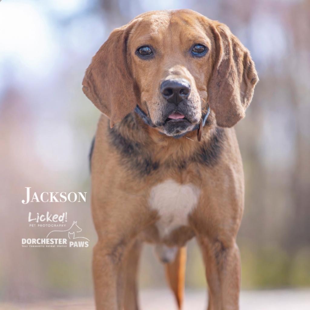 Enlarge Jackson @ Foster, a Adoptable Coonhound in Summerville, SC image 5/5