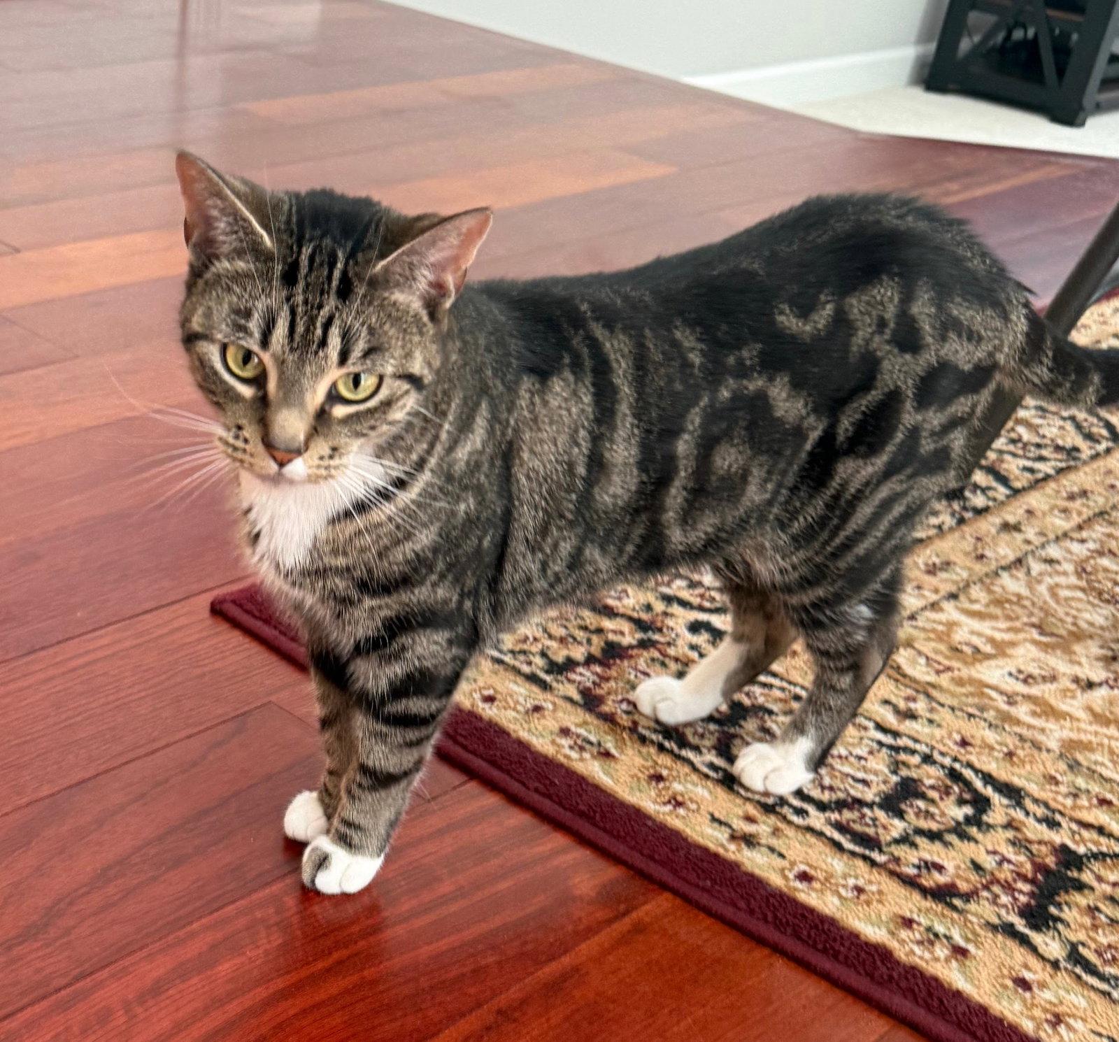 Cupcake, Adopted, Adult Female Domestic Short Hair.