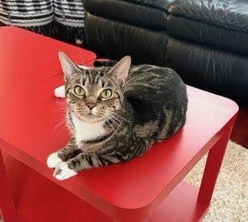 Cupcake, a Adopted Domestic Short Hair in Reston, VA image 2/3