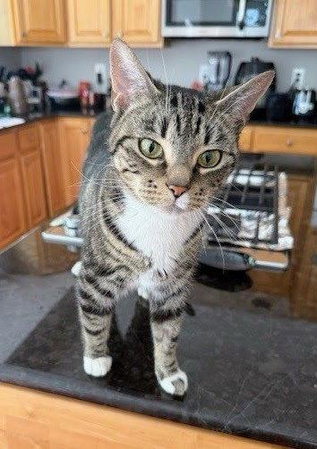 Cupcake, a Adopted Domestic Short Hair in Reston, VA image 3/3