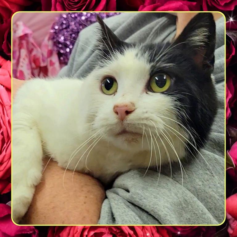 Enlarge CILIA, a ADOPTABLE Domestic Short Hair in Buckhannon, WV image 1/1