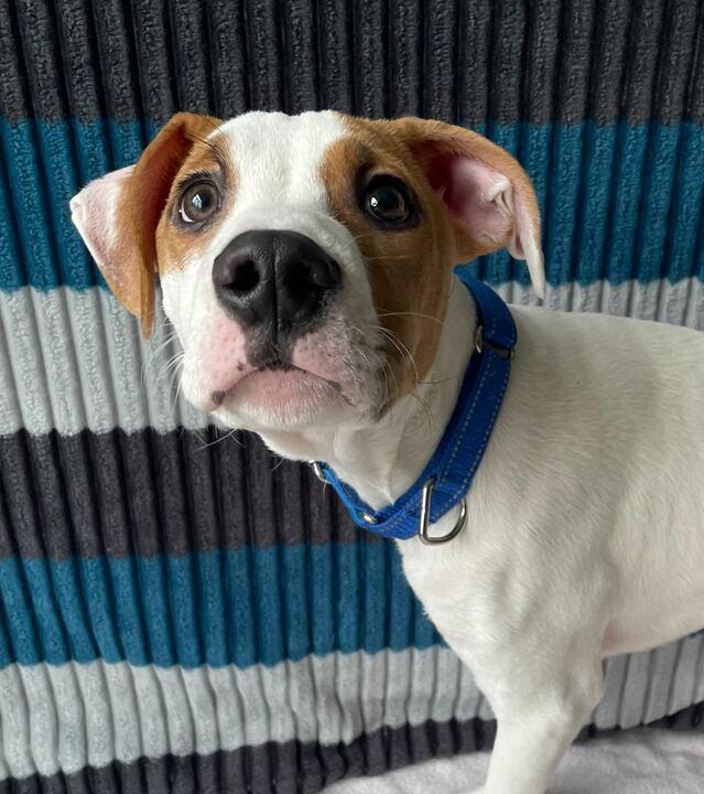 G-Baby, adoptable, Puppy Male Mixed Breed.